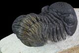 Bargain, Morocops Trilobite - Visible Eye Facets #91918-3